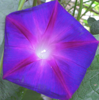 morning_glory_flower.png morning_glory_flower.png