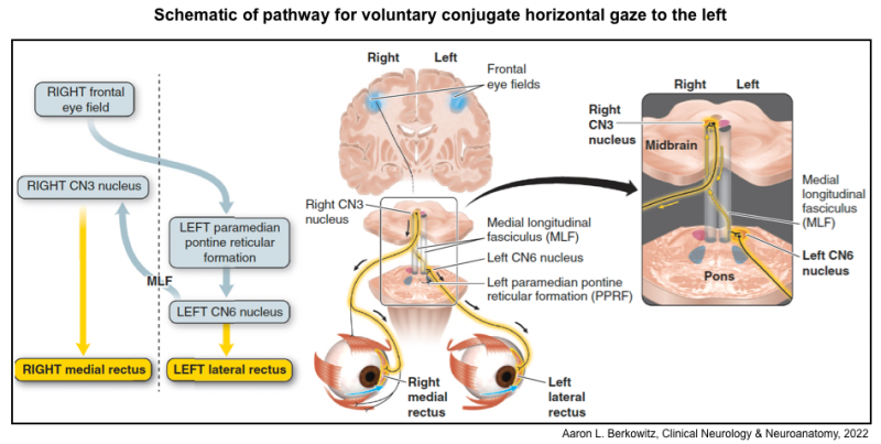 horizontal-gaze-center.png horizontal-gaze-center.png